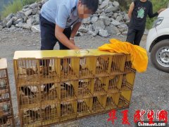 两高两部：依法严厉打击非法猎捕、杀害野生动